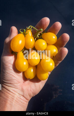 Hand holding bouquet de petites tomates jaunes. Banque D'Images