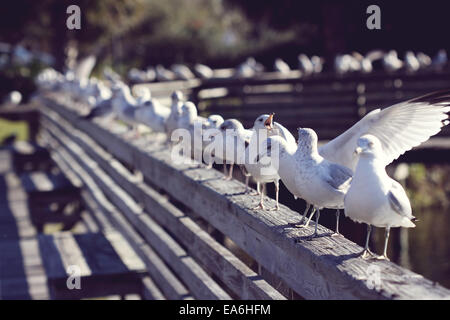 Mouettes perching on railing Banque D'Images