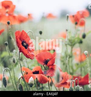 Close up of Poppies in meadow Banque D'Images