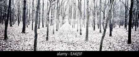 Forêt d'hiver dans la neige Banque D'Images