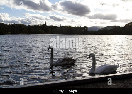 Wimbledon, Londres, Royaume-Uni. 7 novembre, 2014. Les cygnes nager une froide journée d'automne sur Wimbledon Lake Crédit : amer ghazzal/Alamy Live News Banque D'Images