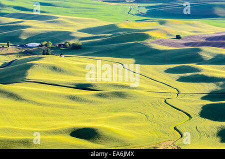 Paysage rural au coucher du soleil, Palouse, Washington, États-Unis Banque D'Images