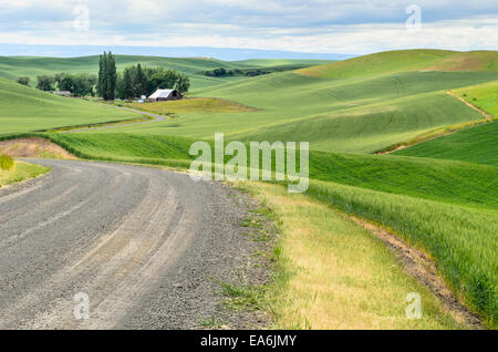 Paysage rural, Palouse, Washington, États-Unis Banque D'Images