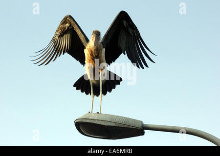 Kampala, Ouganda. November 7th, 2014. Un stock marabout les correctifs sur un lampadaire dans la capitale ougandaise Kampala. Ces oiseaux nécrophages sont d'une aide d'effacement d'une partie des déchets dans la plupart des centres urbains, selon les écologistes. Credit : Samson Opus/Alamy Live News Banque D'Images