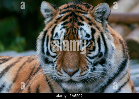 Portrait de tigre. Banque D'Images