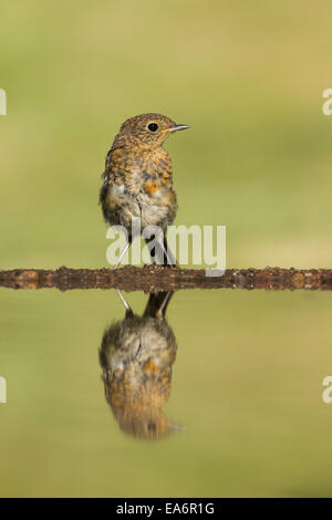 Robin (Erithacus rubecula aux abords de l'étang de jardin à juvénile) Banque D'Images