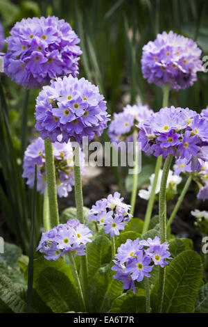 Primula denticulata Banque D'Images