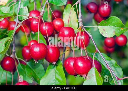 Libre d'un grand cluster de crabe rouge, mûres, pommes Malus de la famille. Banque D'Images