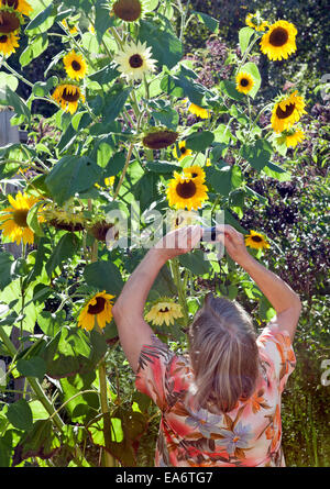 Femme adulte à prendre des photos de grands tournesols jaunes, dans son jardin. Banque D'Images