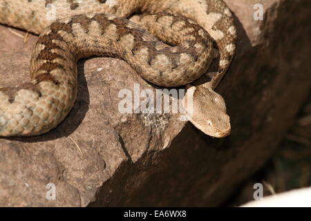 Européenne (serpent venimeux dangereux nez vipère à cornes, Vipera ammodytes, femme) au soleil sur un rocher Banque D'Images