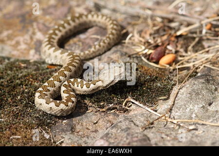 La sand viper en situ ( Vipera ammodytes ), debout sur mousse sèche Banque D'Images