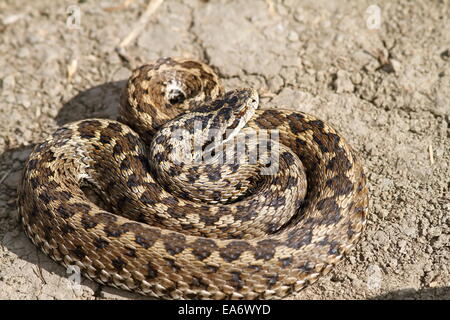Vipera ursinii rakosiensis ( l'insaisissable meadow adder ) sur le terrain, des femelles adultes sauvages photographiés en Roumanie Banque D'Images