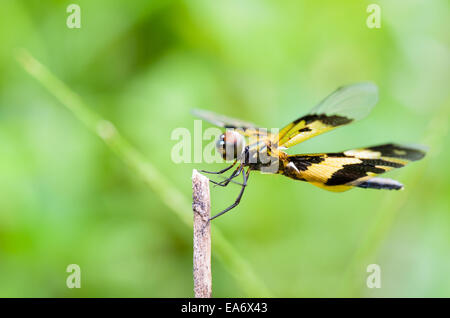 Rhyothemis variegata, commun Photo aile ou Flutterer bigarrée, est noir et jaune libellule femelle on twig Banque D'Images