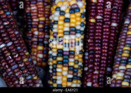Le maïs indien, avec sa riche gamme de grains multicolores dans des teintes bleues, rouges, jaunes et brunes, est un symbole traditionnel de la saison des récoltes d'automne. Banque D'Images