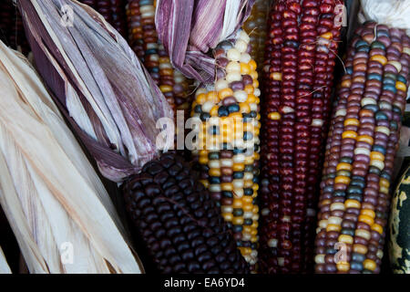 Le maïs indien, avec sa riche gamme de grains multicolores dans des teintes bleues, rouges, jaunes et brunes, est un symbole traditionnel de la saison des récoltes d'automne. Banque D'Images