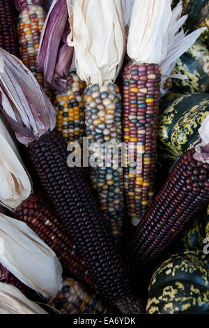 Le maïs indien, avec sa riche gamme de grains multicolores dans des teintes bleues, rouges, jaunes et brunes, est un symbole traditionnel de la saison des récoltes d'automne. Banque D'Images