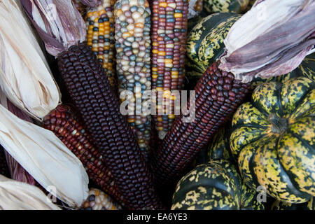Le maïs indien, avec sa riche gamme de grains multicolores dans des teintes bleues, rouges, jaunes et brunes, est un symbole traditionnel de la saison des récoltes d'automne. Banque D'Images