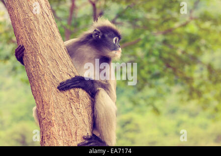 Vintage Dusky leaf, langur sombre, langur à lunettes ou Trachypithecus obscurus singe avec noir et gris sur l'arbre en wilds, Thai Banque D'Images