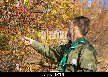 Vue de derrière d'un jeune scout la collecte de fruits rouges sur un buisson avec des feuilles d'automne ou d'automne jaune Banque D'Images