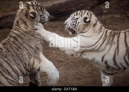 Tigre blanc Banque D'Images