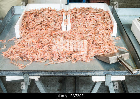 La crevette sur la glace dans le marché. Vendre des crevettes Banque D'Images