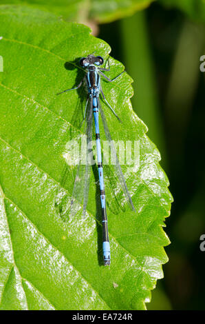 Demoiselle d'Azur [Coenagrion puella mâle] juin Norfolk Broads. Banque D'Images