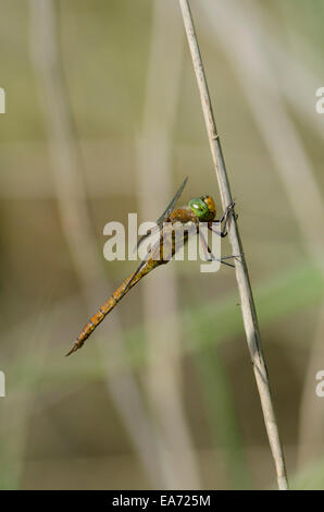 La Norfolk Hawker [Aeshna isosceles] Norfolk Broads. De juin. Banque D'Images