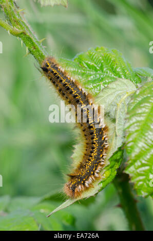 Espèce d'Euthrix potatoria le Buveur] Norfolk Juin Caterpillar Banque D'Images