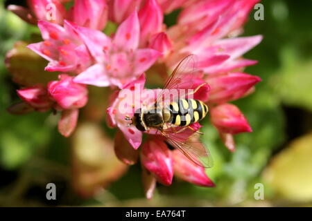 Sericomyia silentis Hover (fly) sur une fleur rose Banque D'Images