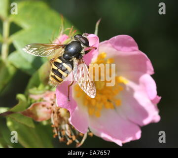 Sericomyia silentis Hover (fly) sur un chien Rose (rosa canina) Banque D'Images
