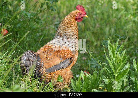 Volailles libre parcourt le terrain arboré de Pastoral Vadi, une station d'écotourisme dans la campagne près de la ville de Fethiye Banque D'Images