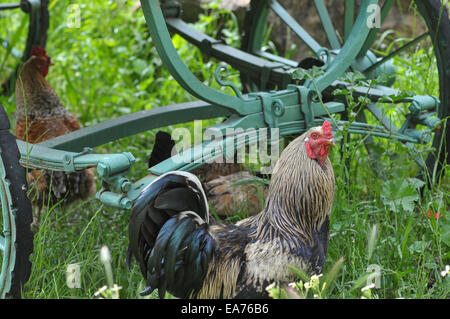 Volailles libre parcourt le terrain arboré de Pastoral Vadi, une station d'écotourisme dans la campagne près de la ville de Fethiye Banque D'Images