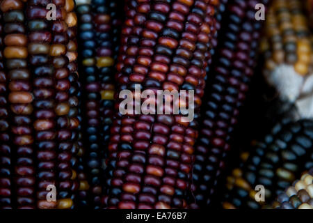 Le maïs indien, avec sa riche gamme de grains multicolores dans des teintes bleues, rouges, jaunes et brunes, est un symbole traditionnel de la saison des récoltes d'automne. Banque D'Images