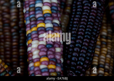 Le maïs indien, avec sa riche gamme de grains multicolores dans des teintes bleues, rouges, jaunes et brunes, est un symbole traditionnel de la saison des récoltes d'automne. Banque D'Images