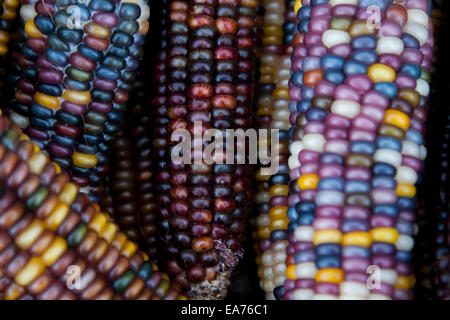 Le maïs indien, avec sa riche gamme de grains multicolores dans des teintes bleues, rouges, jaunes et brunes, est un symbole traditionnel de la saison des récoltes d'automne. Banque D'Images