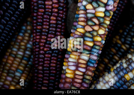 Le maïs indien, avec sa riche gamme de grains multicolores dans des teintes bleues, rouges, jaunes et brunes, est un symbole traditionnel de la saison des récoltes d'automne. Banque D'Images