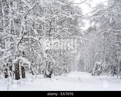 Homme seul dans la forêt enneigée après les chutes de neige, Parc National Kampinoski, Pologne Banque D'Images