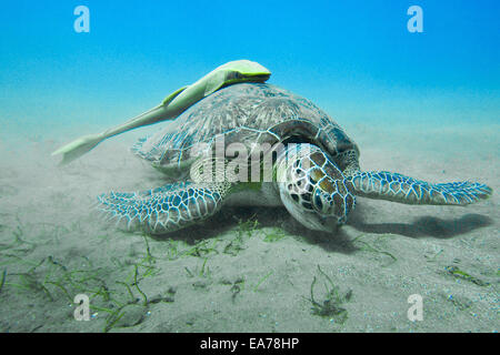 La tortue verte (Chelonia mydas) avec du jaune (remora Echeneidae) Banque D'Images