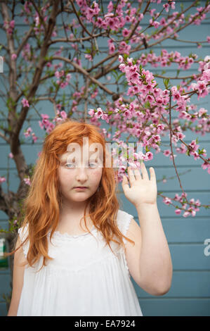 Portrait de gingerhead girl (8-9) wearing white dress toucher plum tree blossom Banque D'Images