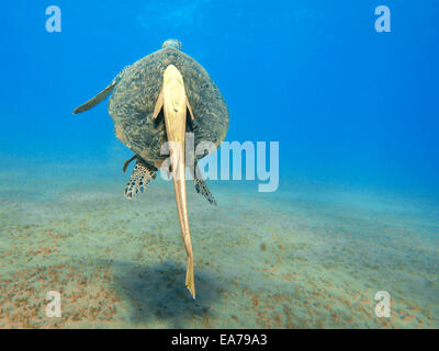 La tortue verte (Chelonia mydas) avec du jaune (remora Echeneidae) Banque D'Images