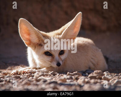 Desert Fox (fennec) fox (Vulpes zerda) Vue avant Banque D'Images