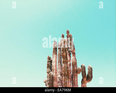 Cactus contre ciel clair Banque D'Images