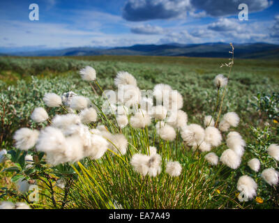 Domaine de la linaigrette du Canada dans une vallée Banque D'Images