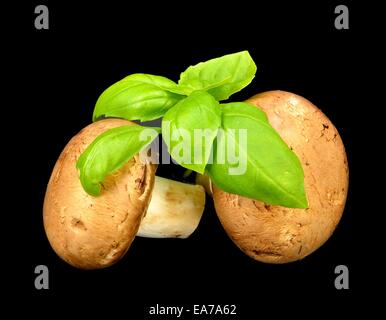 Baby Bella les champignons et le basilic sur un fond noir. Banque D'Images