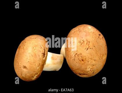 Baby Bella champignons sur un fond noir. Banque D'Images