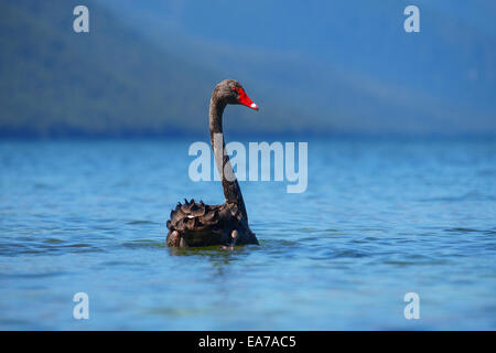 Une black swan piscine sur un bassin d'eau bleu Banque D'Images