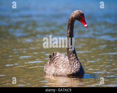 Une black swan piscine sur un bassin d'eau bleu Banque D'Images