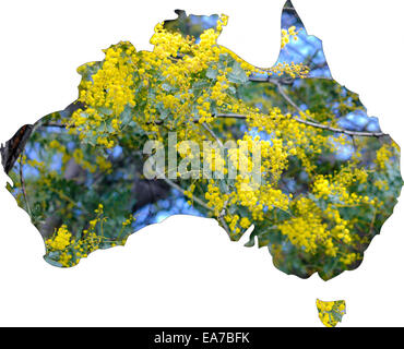 Carte de l'Australie avec arbre de mimosa en fleurs, l'emblème floral national de l'Australie. Banque D'Images