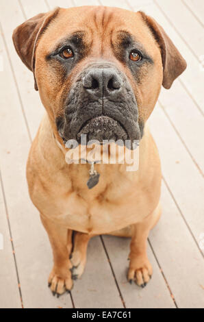 Une triste bull mastiff chien assis sur une terrasse. Banque D'Images