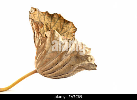 Feuille sèche lotus isolé sur fond blanc Banque D'Images